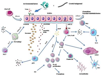 Management of Sjögren's Syndrome: Present Issues and Future Perspectives